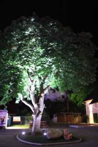 Garten; Park; Baum; Lichtstimmung; Eventbeleuchtung mieten